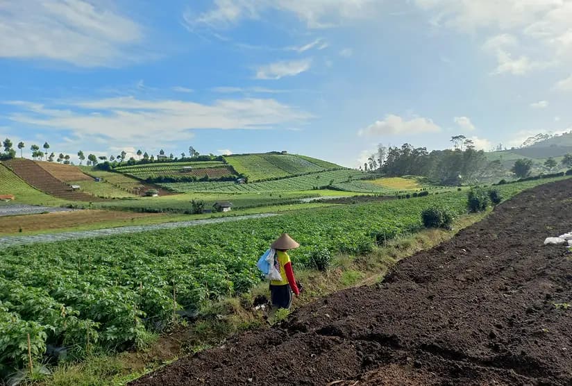 Farm field