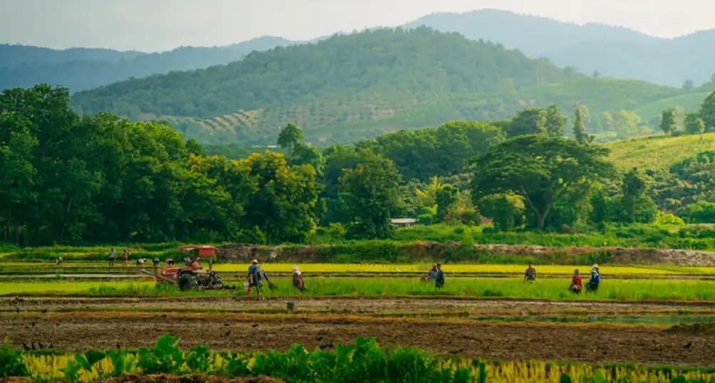 Farmers working in a field