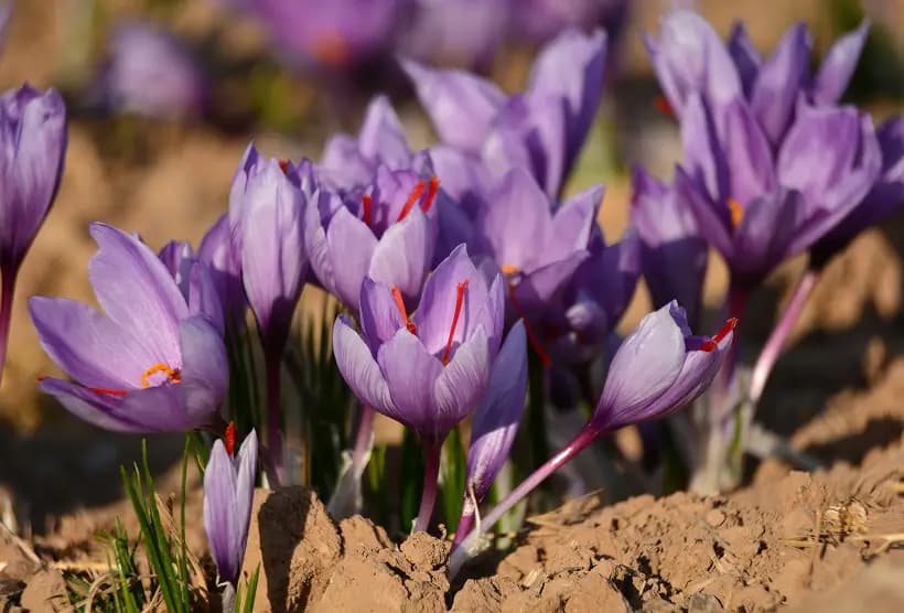 Saffron harvest