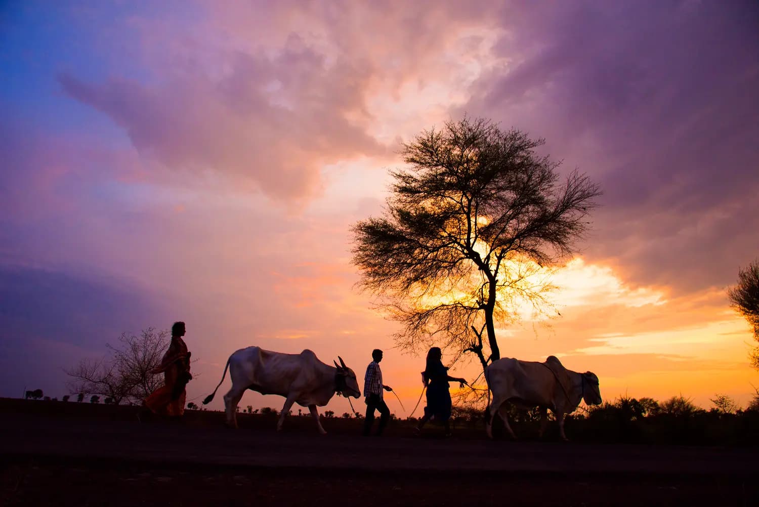Farmers leading their cattle along a track at sunset, silhouetted against the sky