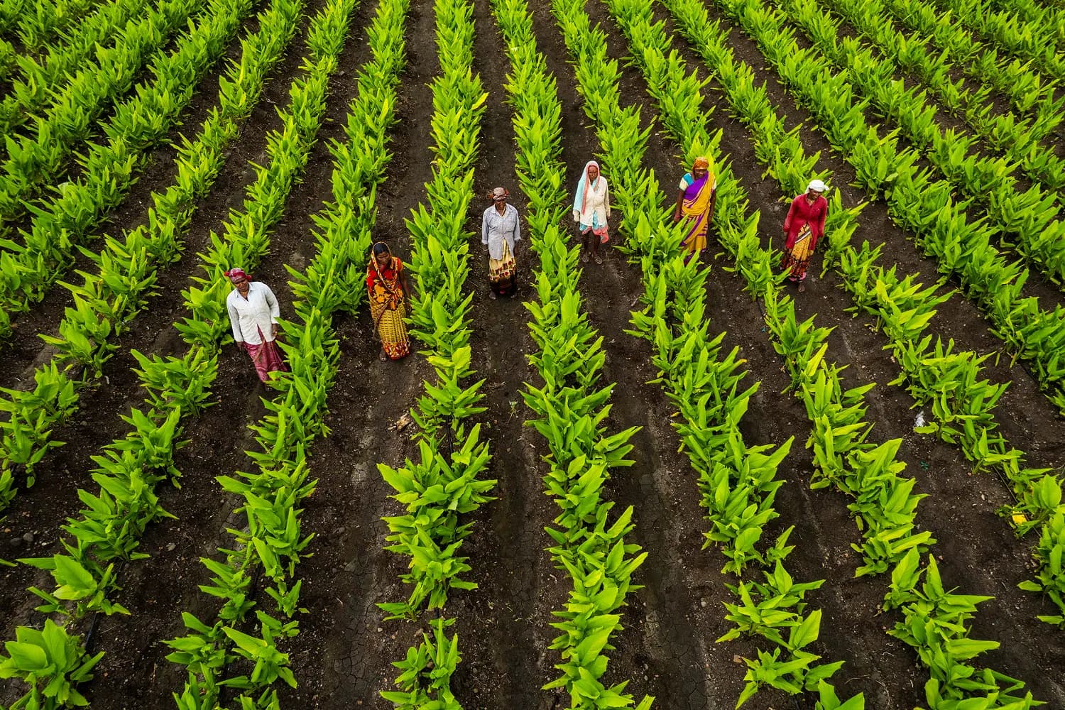 An aerial view of farmers walking between long rows of young turmeric plants